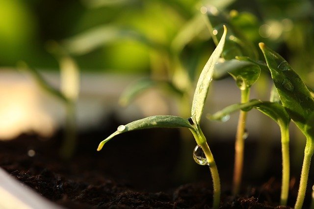 seed banks