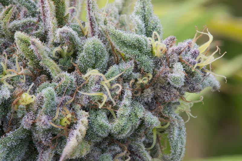 benefits of marijuana terpenes