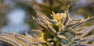 Close-up of a cannabis plant flower with visible trichomes and leaves