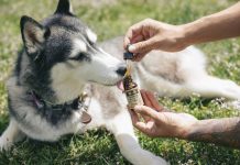 can dogs overdose on cbd