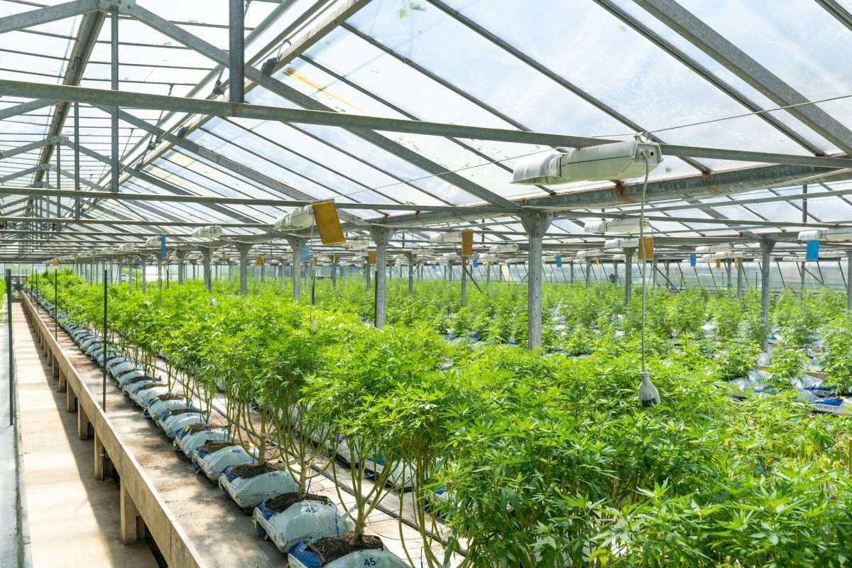 how to use cbd isolate