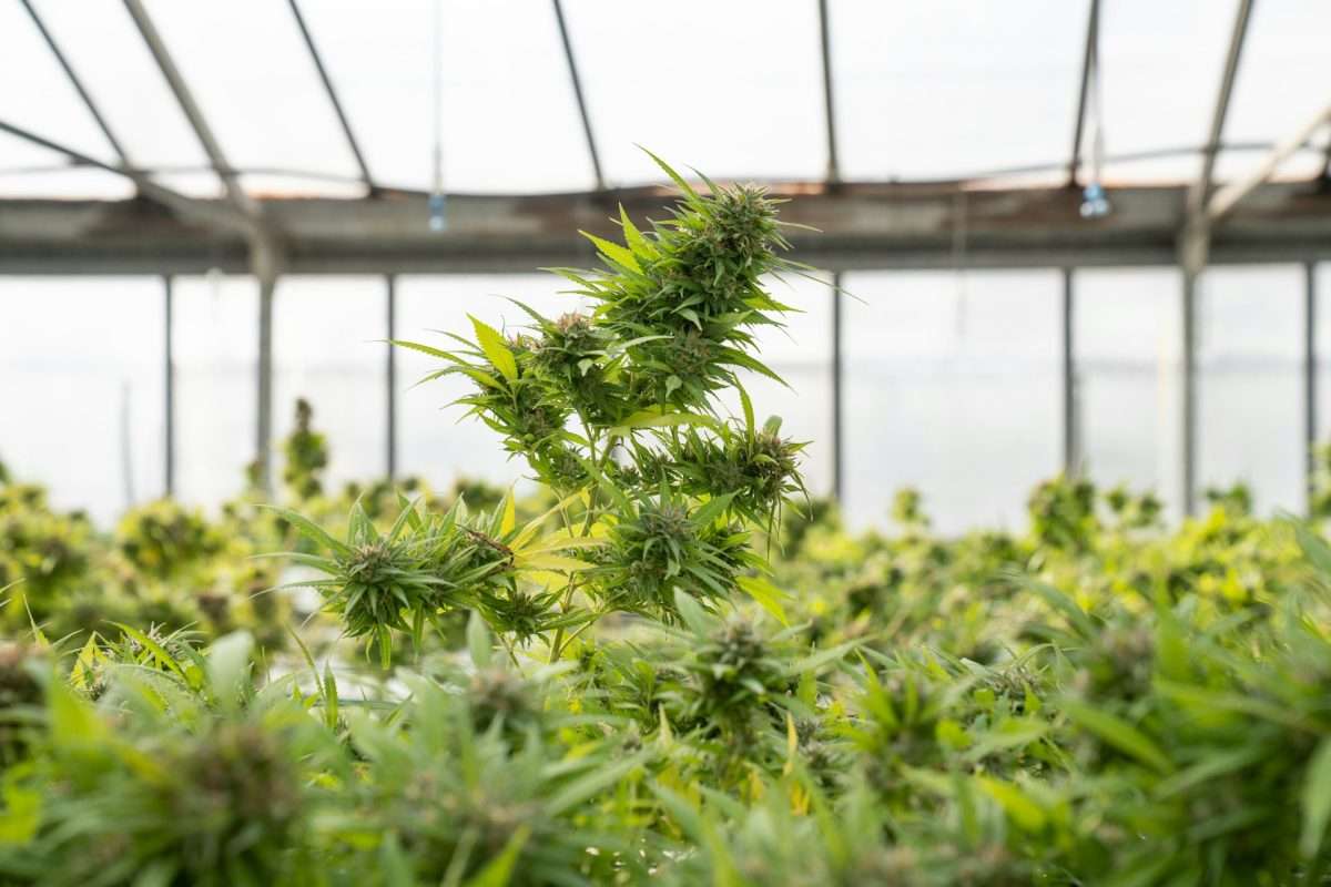 cbda vs cbd