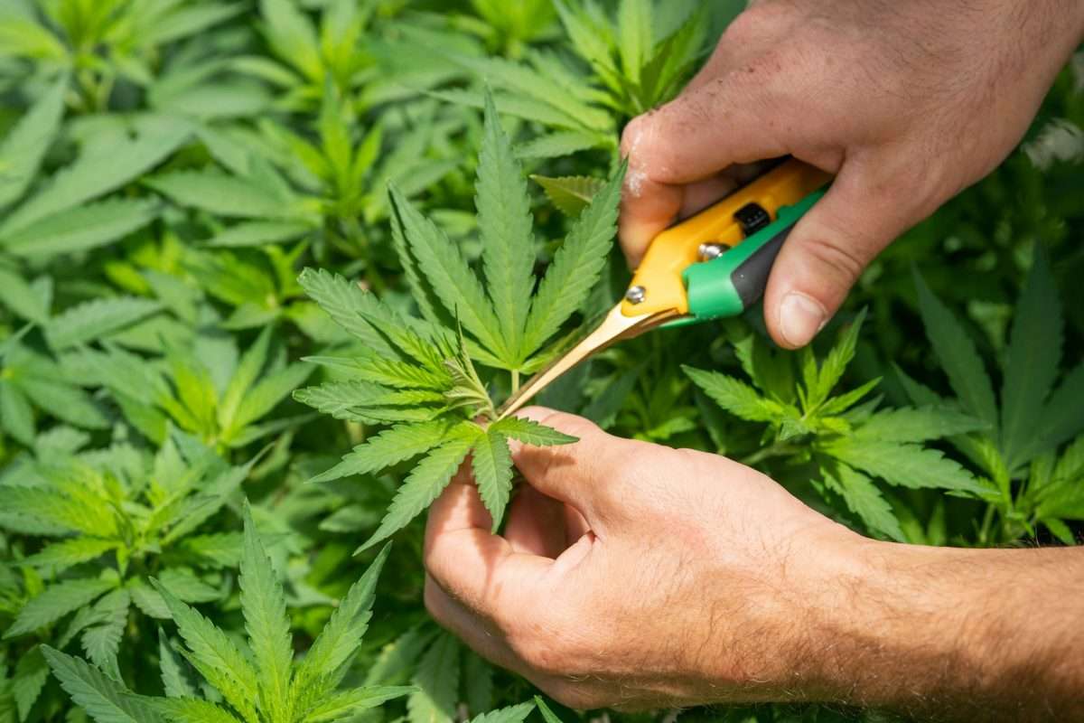 how to use cbd isolate