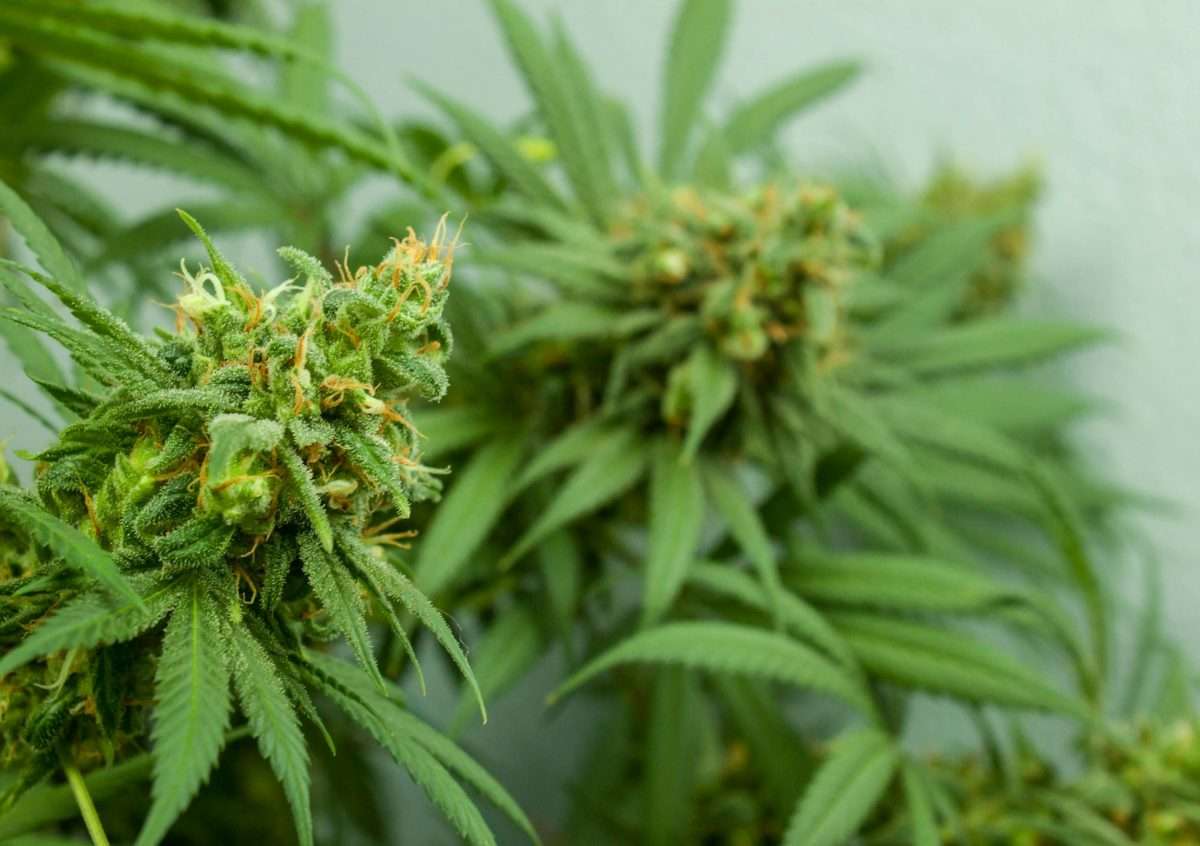 cbda vs cbd