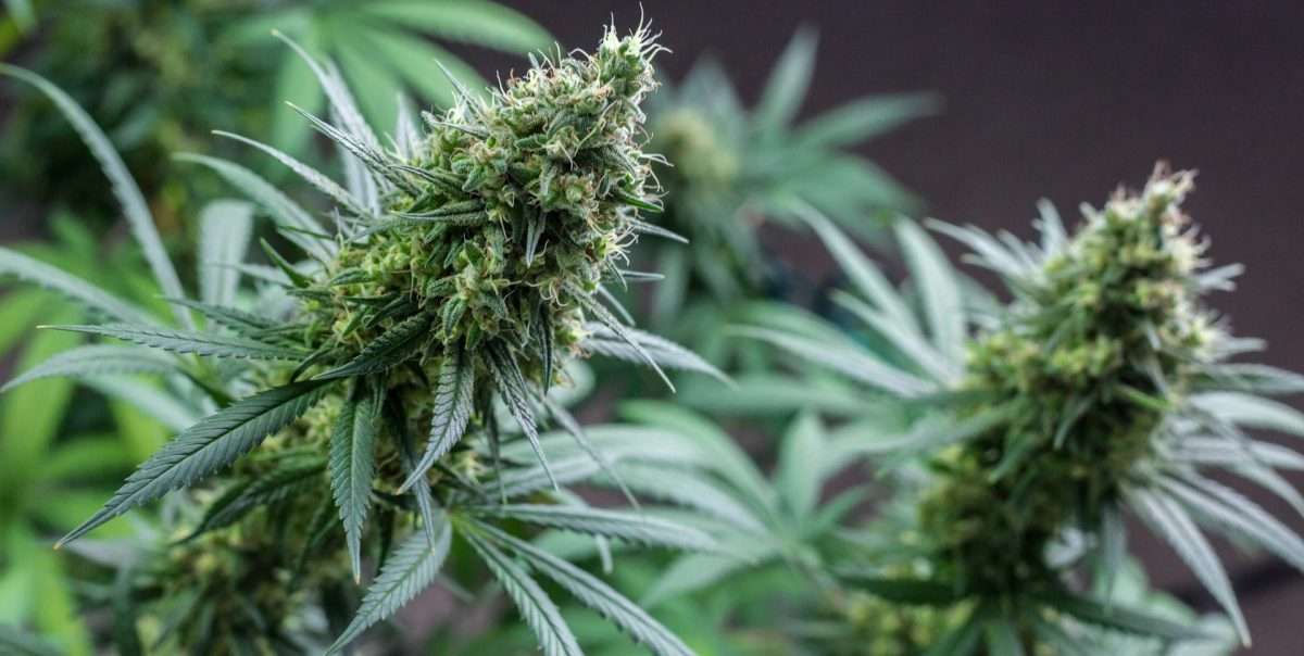 cbda vs cbd