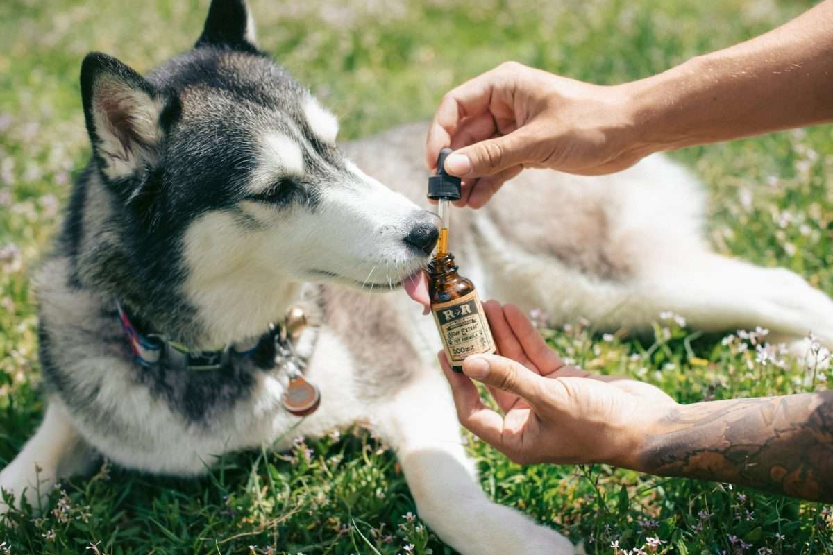 hemp oil vs cbd oil for dogs