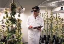 Maxence Majot, Technical Manager and Grow Expert, Royal Queen Seeds